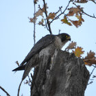 Peregrine Peregrine